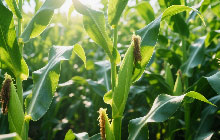 biogas